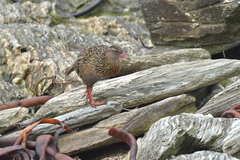 Gallirallus australis hectori