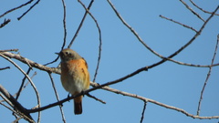 Phoenicurus phoenicurus