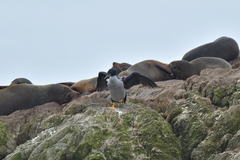 Phalacrocorax featherstoni