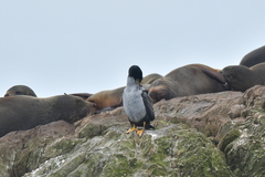 Phalacrocorax featherstoni