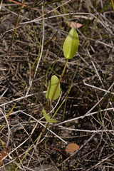 Liparophyllum exaltatum