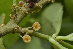 Melicytus chathamicus