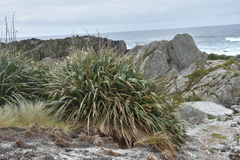 Carex trifida