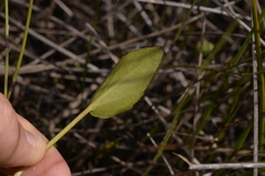 Liparophyllum exaltatum