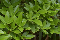 Melicytus chathamicus