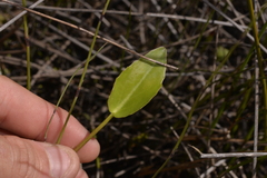 Liparophyllum exaltatum