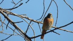 Phoenicurus phoenicurus