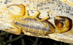 Uroplectes otjimbinguensis