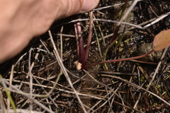 Liparophyllum exaltatum