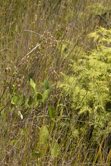 Liparophyllum exaltatum