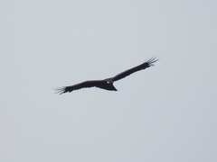 Ictinaetus malaiensis