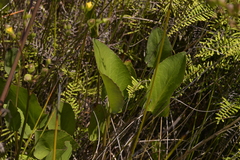 Liparophyllum exaltatum