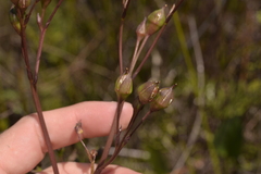 Liparophyllum exaltatum