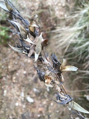 Gentiana asclepiadea