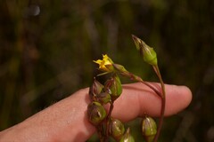 Liparophyllum exaltatum