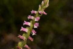Spiranthes australis