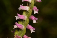 Spiranthes australis