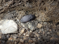 Carabus melancholicus