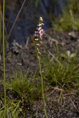 Spiranthes australis