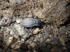 Carabus melancholicus
