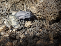 Carabus melancholicus