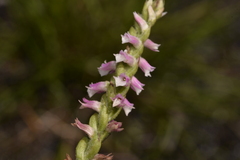 Spiranthes australis