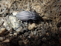 Carabus melancholicus