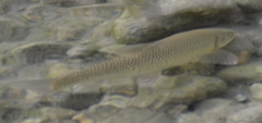 Squalius cephalus