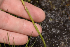 Spiranthes australis