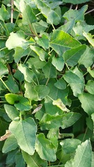 Fallopia baldschuanica