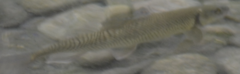 Squalius cephalus