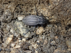 Carabus melancholicus