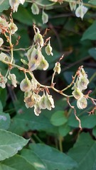 Fallopia baldschuanica