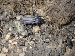 Carabus melancholicus
