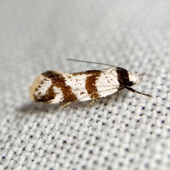 Isomoralla gephyrota