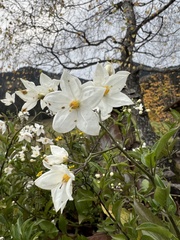 Solanum laxum