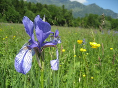 Iris sibirica
