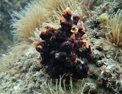 Schizoporella errata