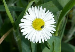 Brassicogethes aeneus