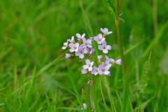 Cardamine pratensis
