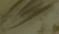 Aldrichetta forsteri