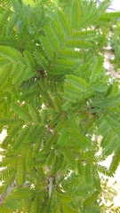 Vachellia