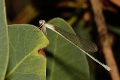 Africallagma sinuatum