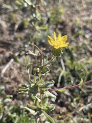 Grindelia hallii