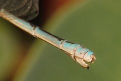 Africallagma sinuatum