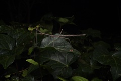 Phasmatinae