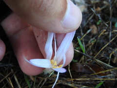 Colchicum lusitanum