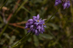 Sowerbaea juncea