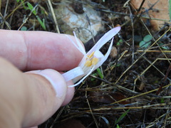 Colchicum lusitanum