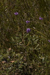 Sowerbaea juncea